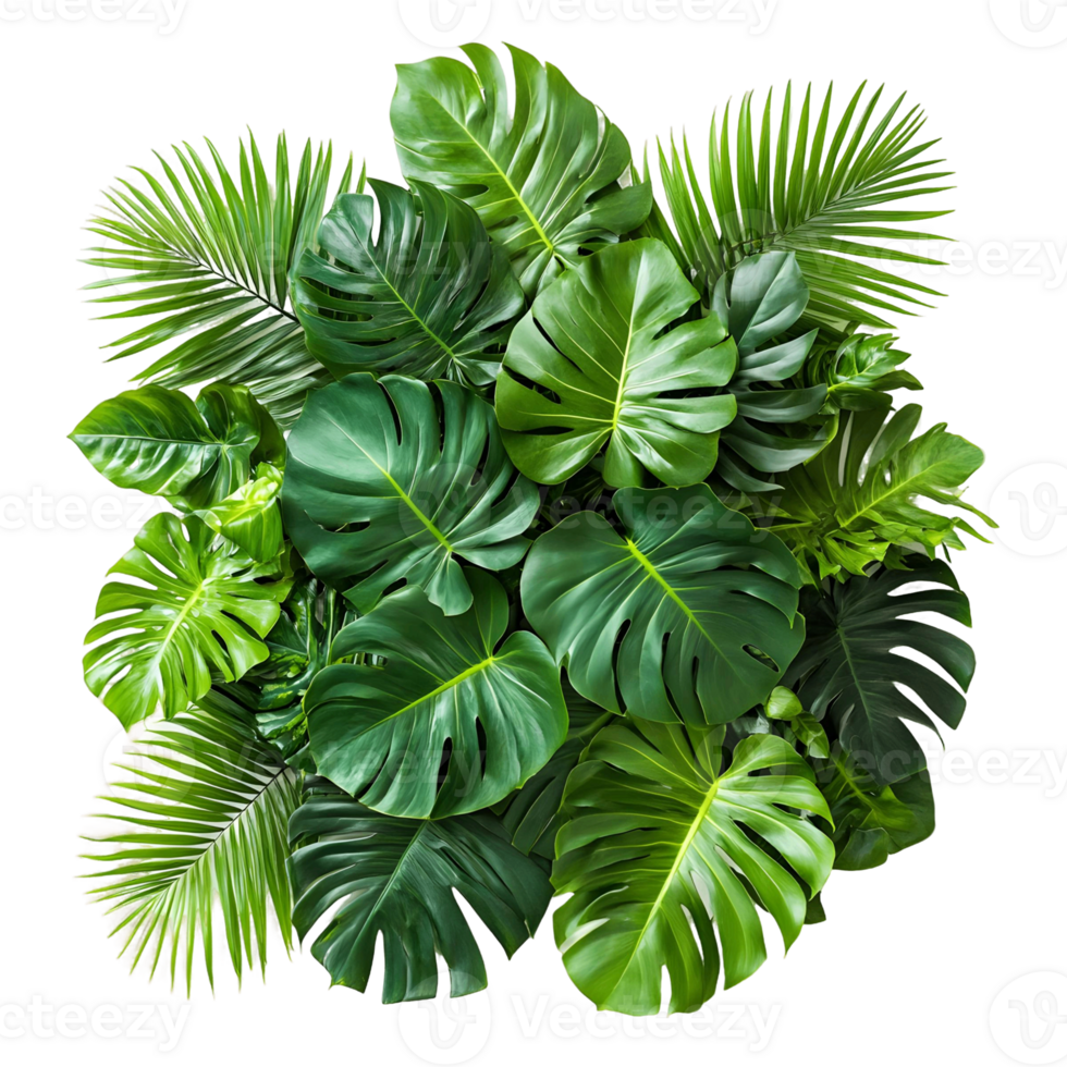 Dense cluster of tropical greenery with various leaf types arranged naturally png