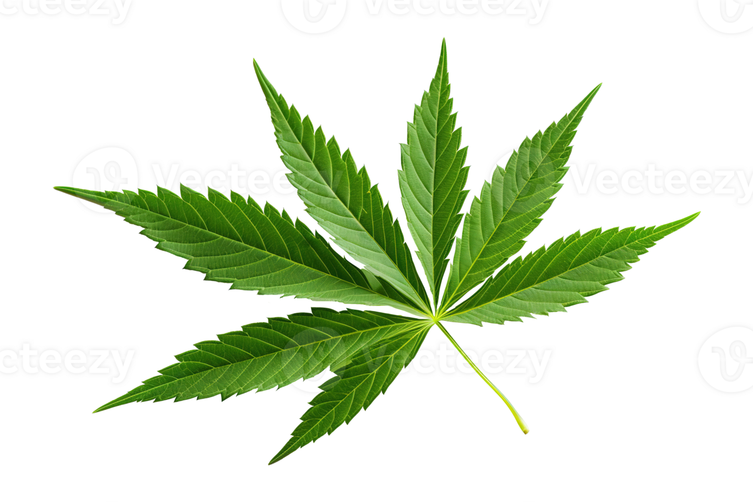 Cannabis Leaf on Transparent Background png