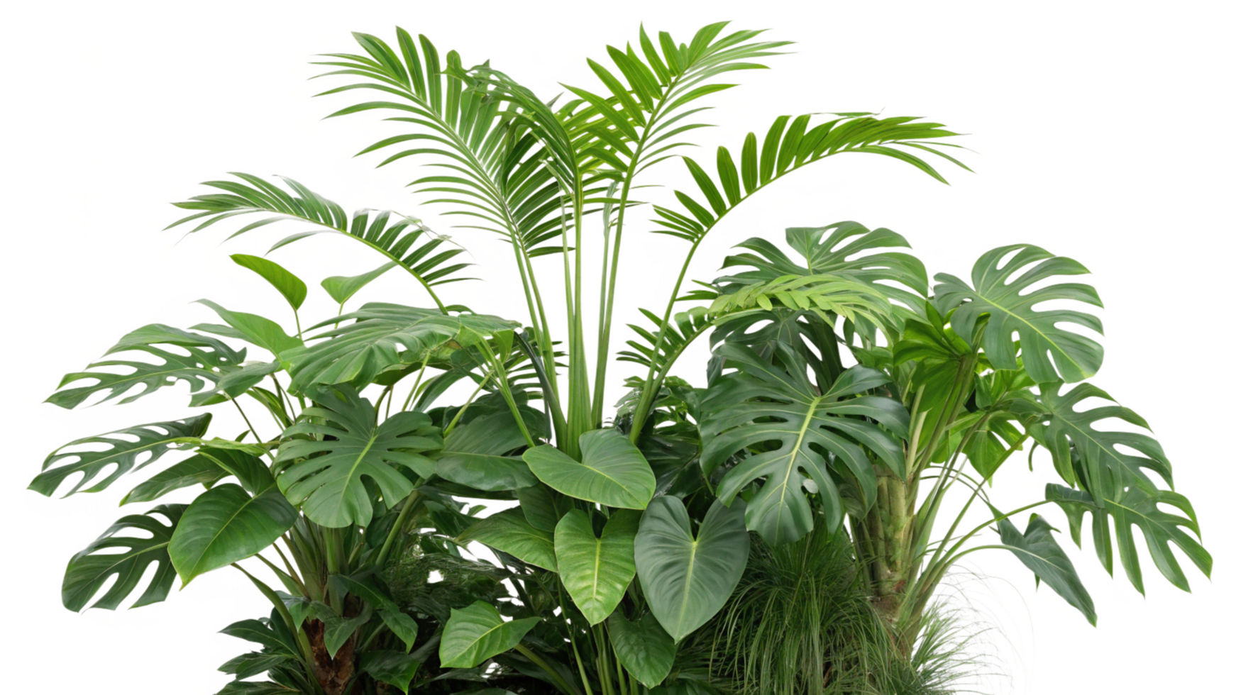 palm tree isolated on transparent background png
