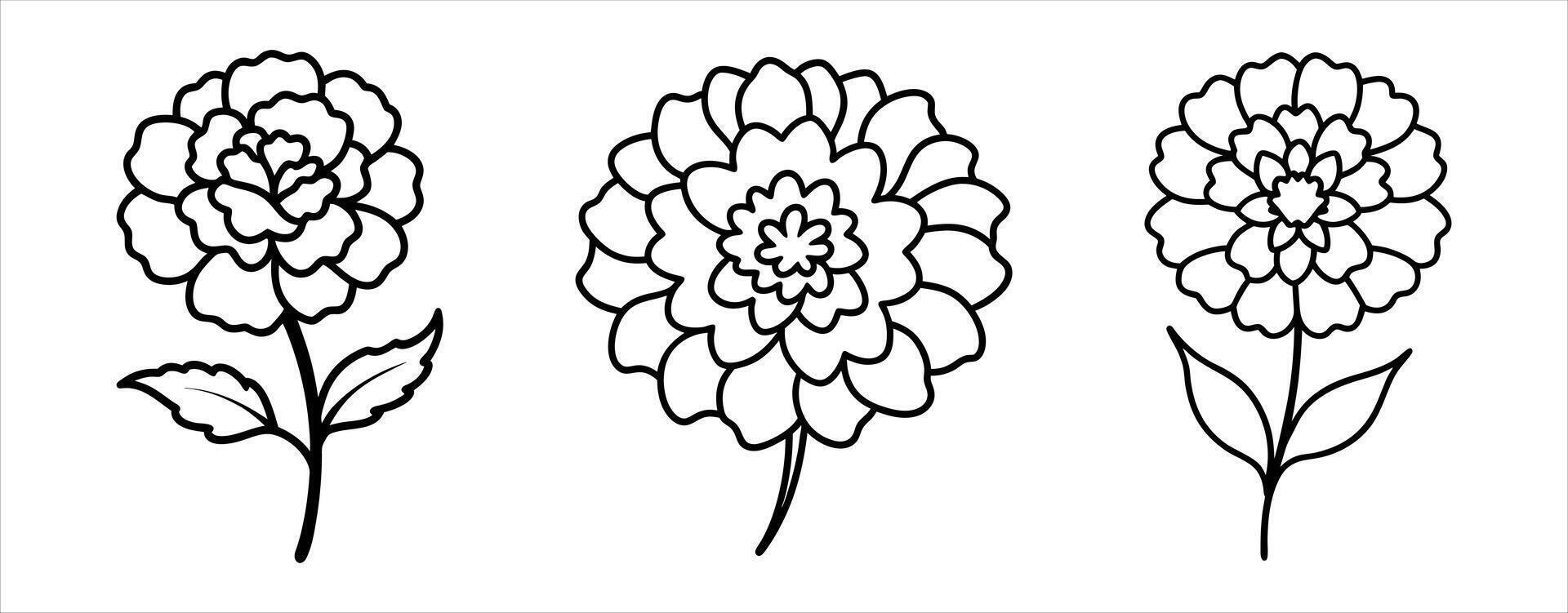 Set of Marigold Flower Line Art Illustrations vector
