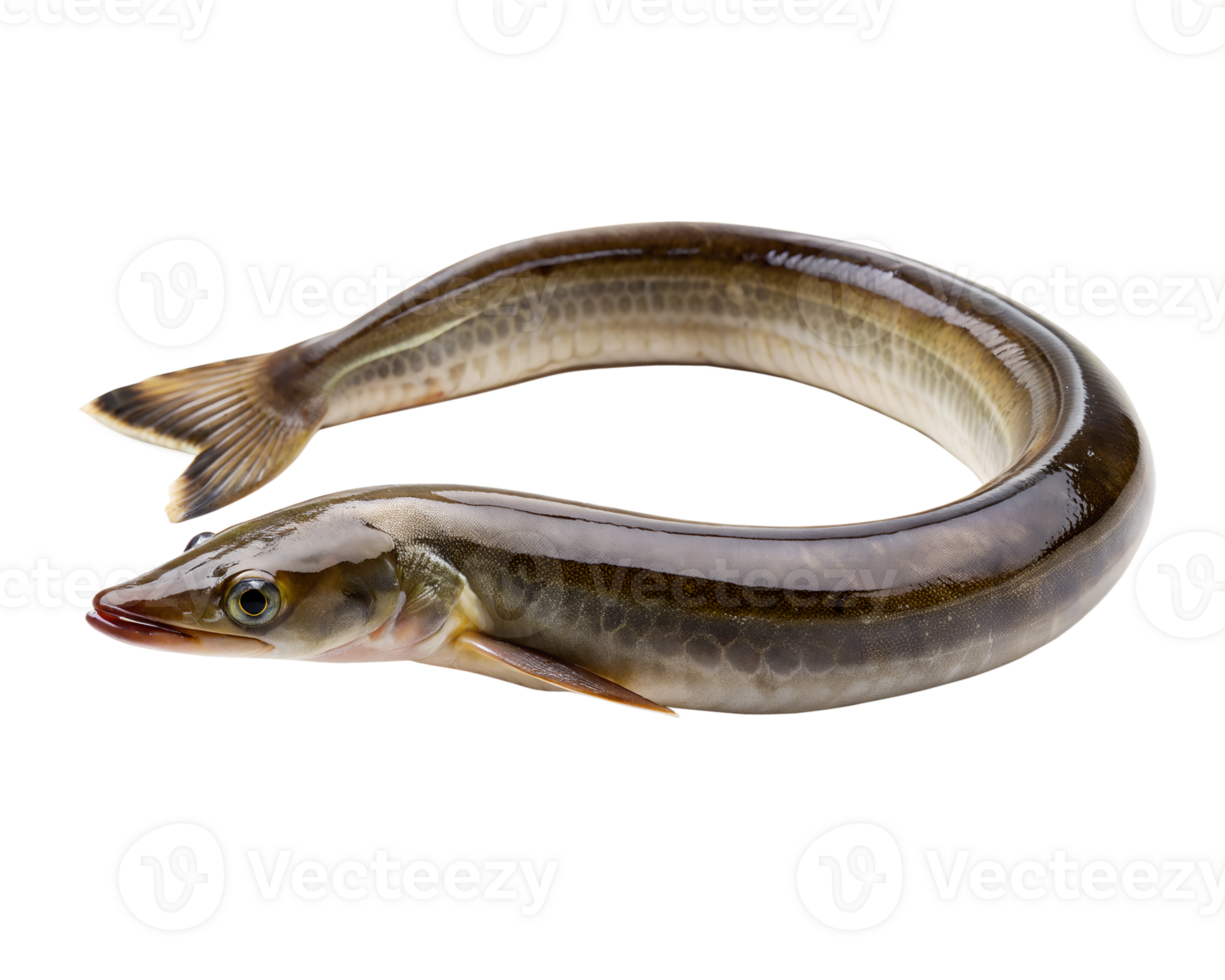 eel fish isolated on transparent background png
