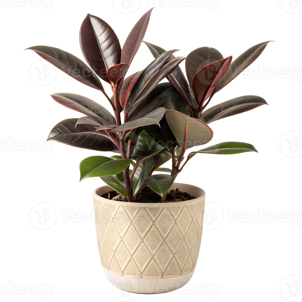 A Rubber Plant with dark, shiny burgundy leaves and a waxy texture. The pot is a neutral beige ceramic, type02 png