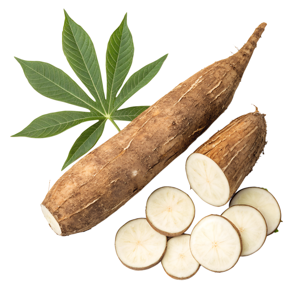 Top view of a Yuca, isolated on a Transparent background png