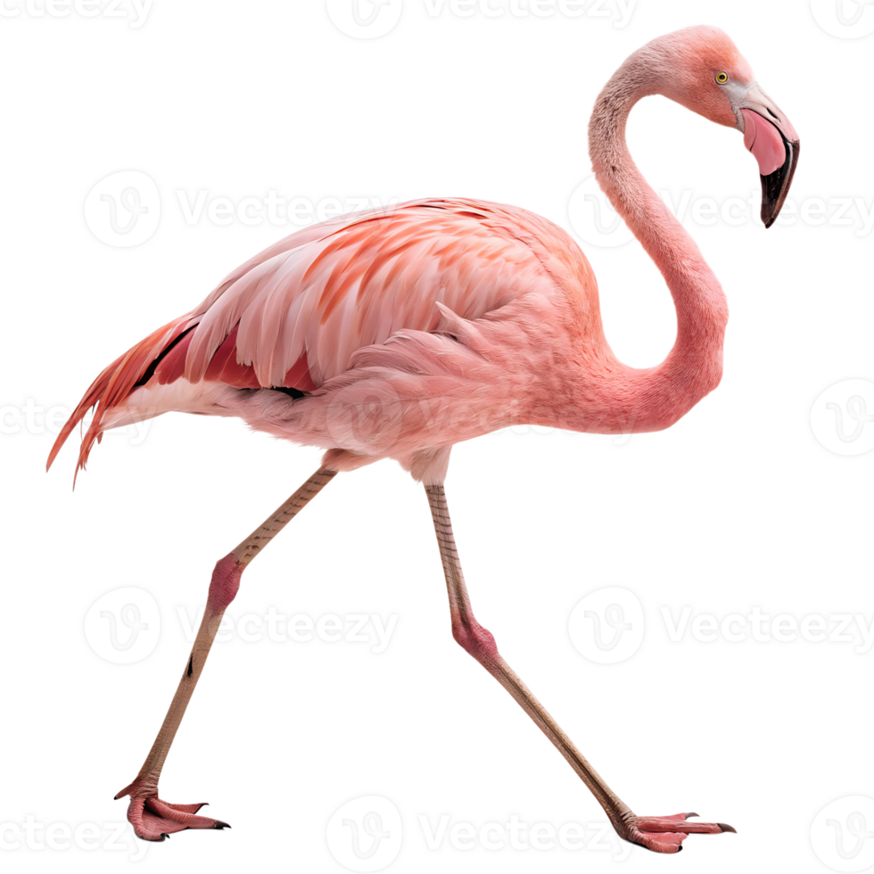 A pink Flamingo walking towards the camera, isolated on a transparent background png