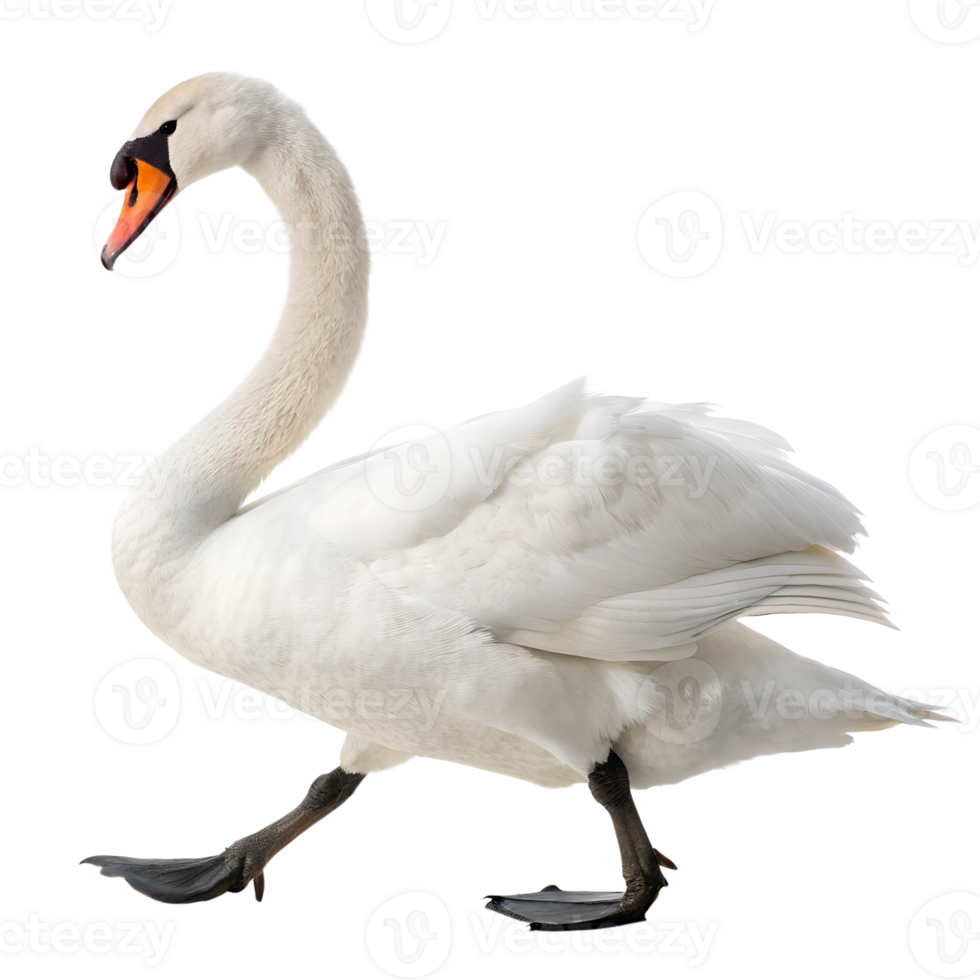 A Swan walking towards the camera, isolated on a transparent background png