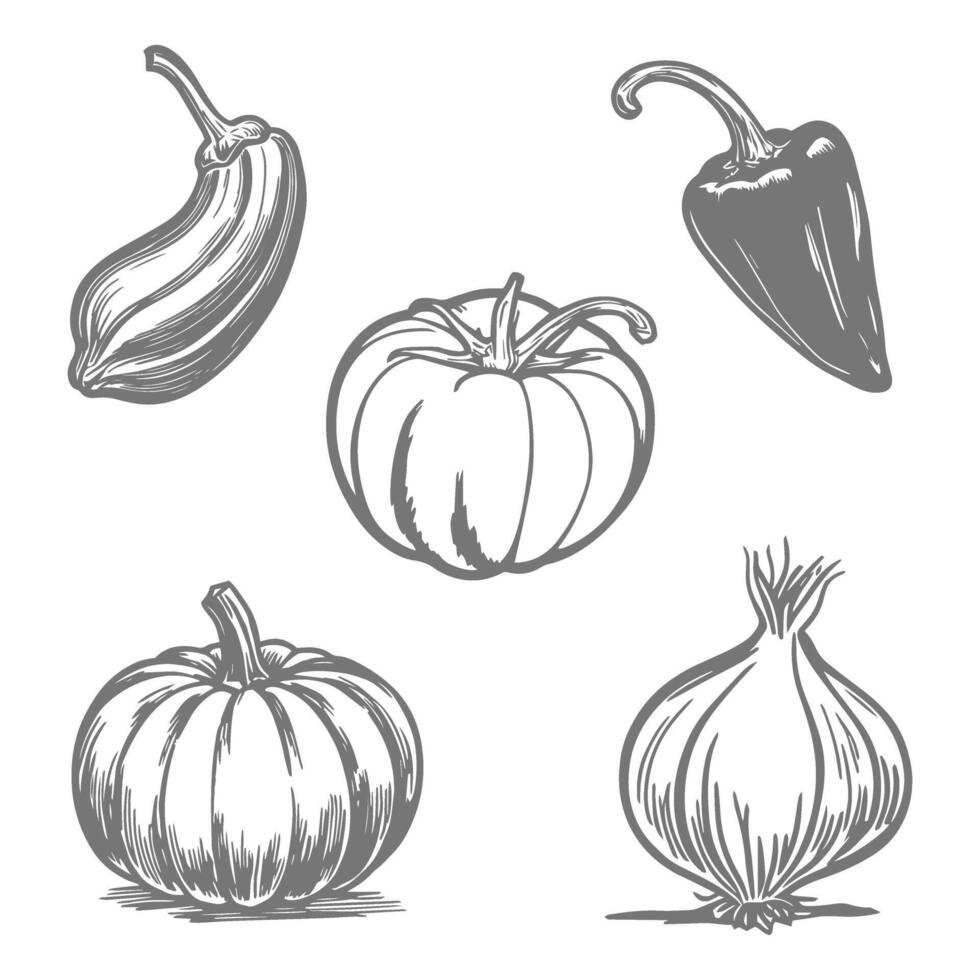Collection of vegetables including a tomato, peppers, pumpkin, and onion on a white background. vector
