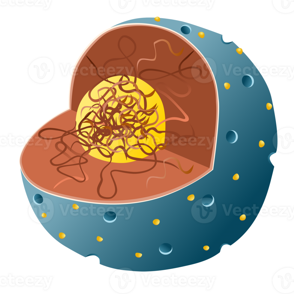 Structure of nucleus in the cell png