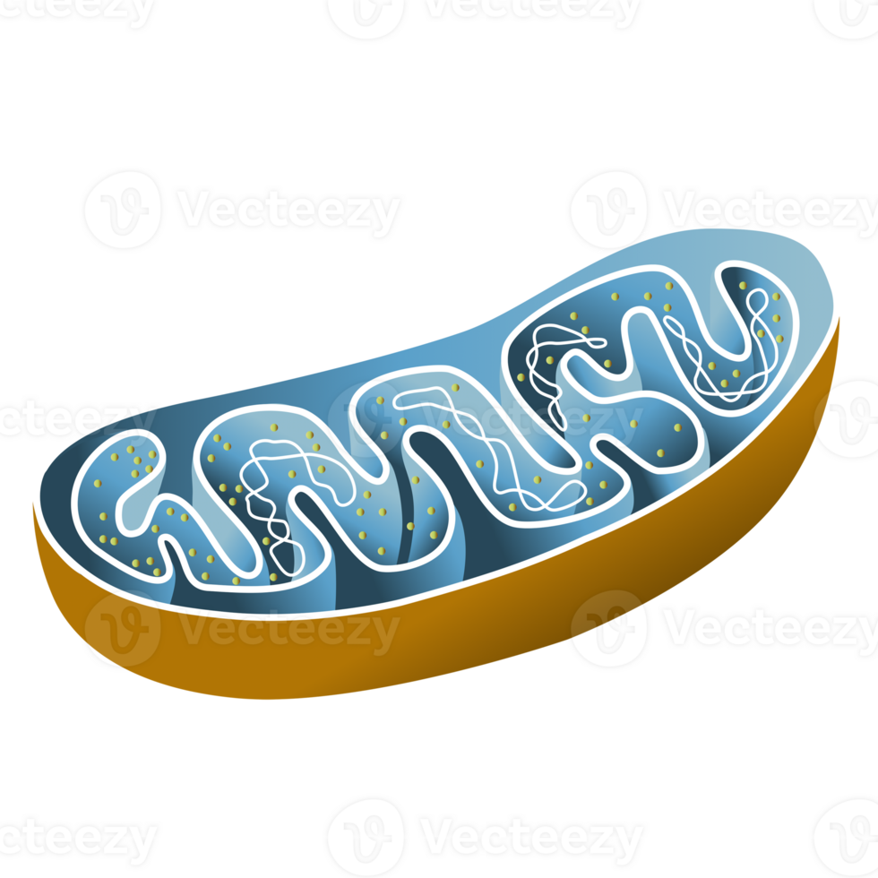 Mitochondria organelle of cell element png