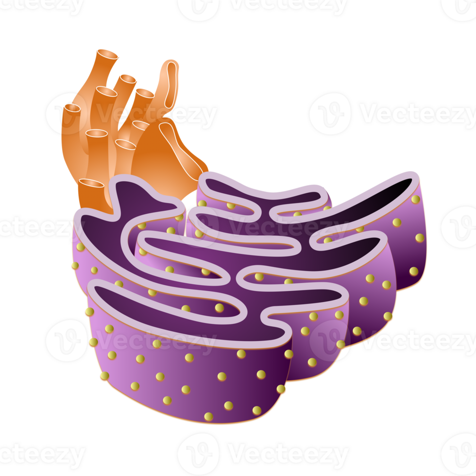 endoplasmic reticulum organelle in the cell png