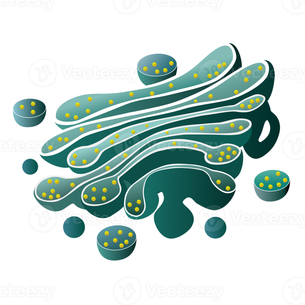 Golgi apparatus organelle for animal cell element png