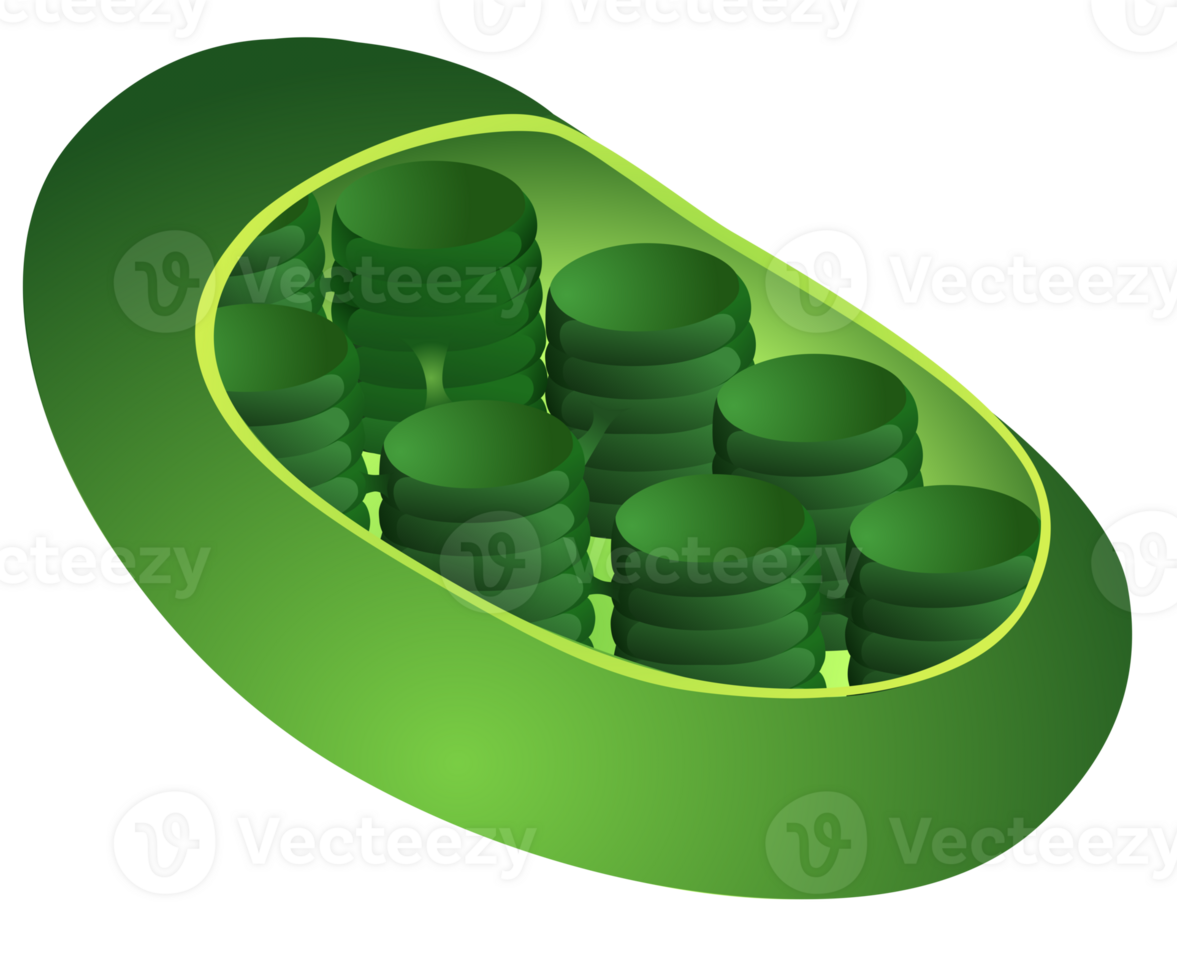 Chloroplast in plant cell element png
