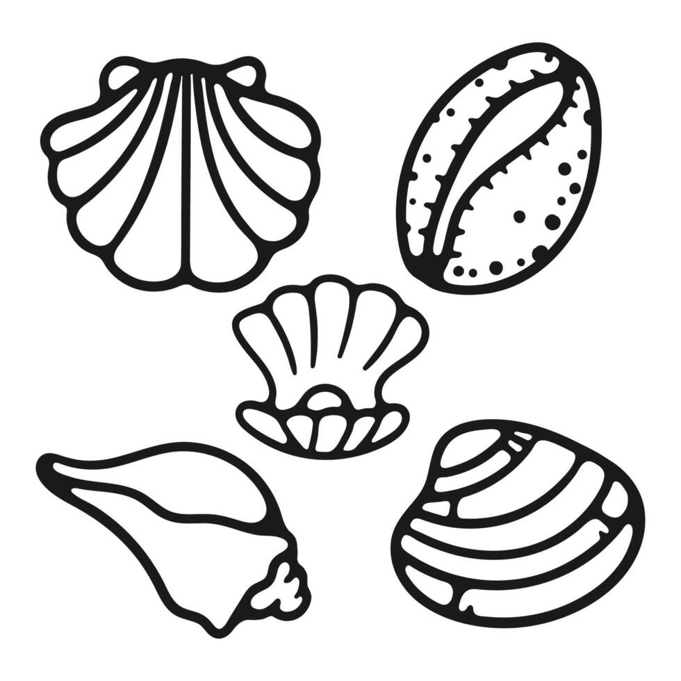 hand draw seashell for coloring book vector