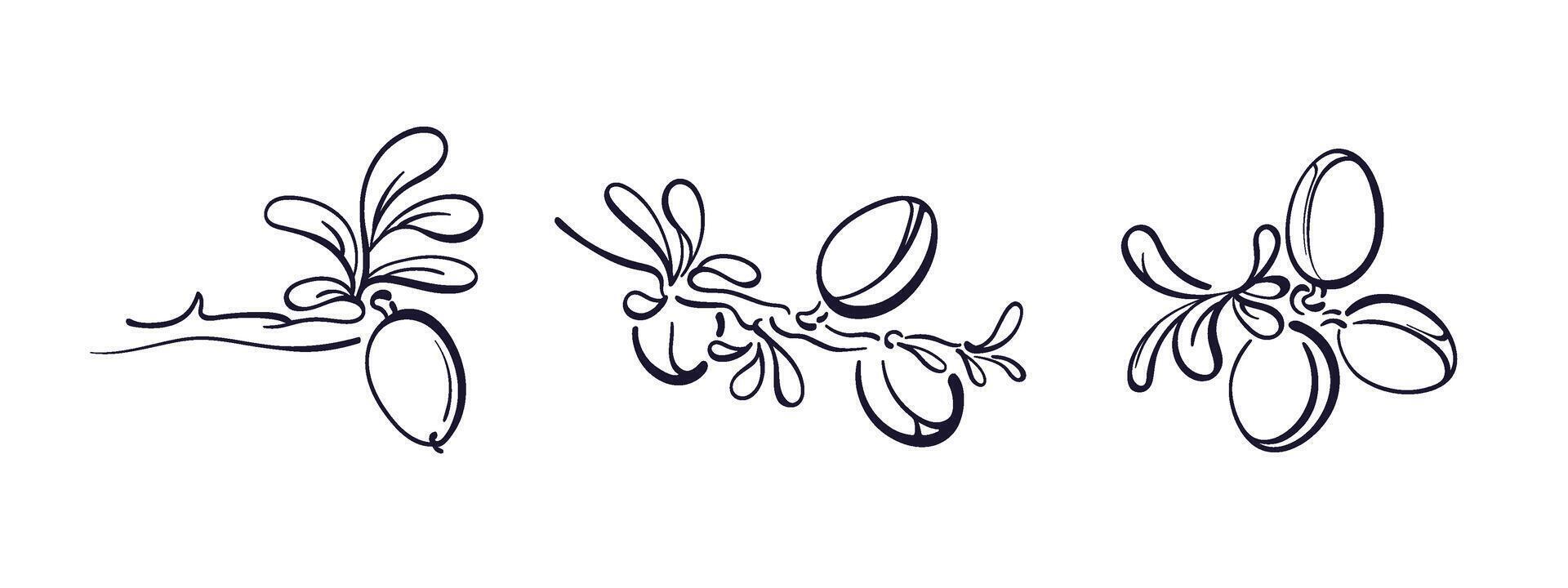 Argan nut. illustration. Label, packaging vector