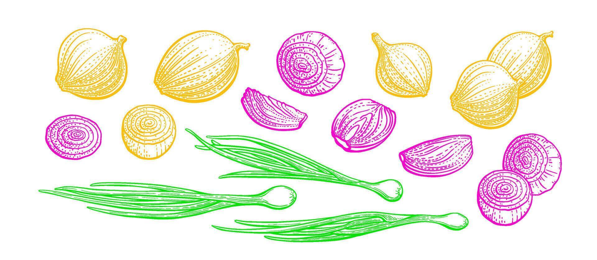 Onion green leaves, red and yellow half of bulb vector