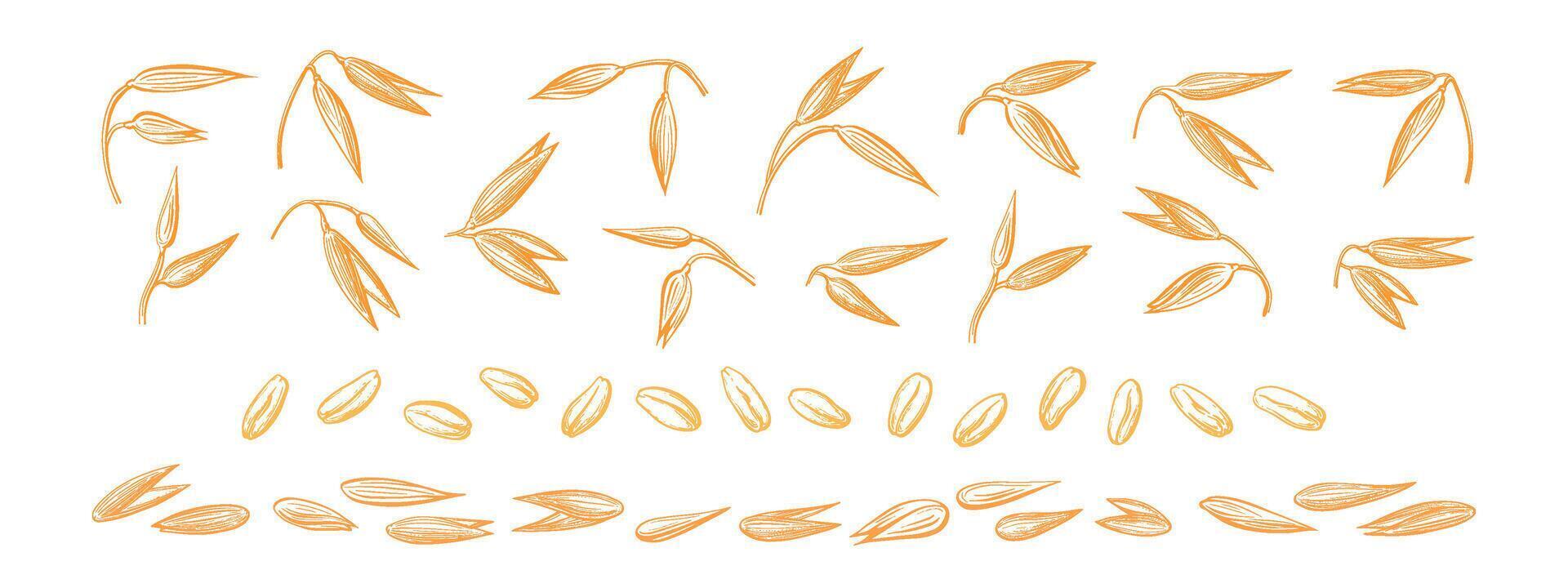 Oat spike, seed set. hand drawn art sketch vector