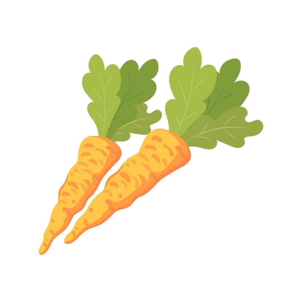 Hand drawn carrot vegetables. Flat illustration vector