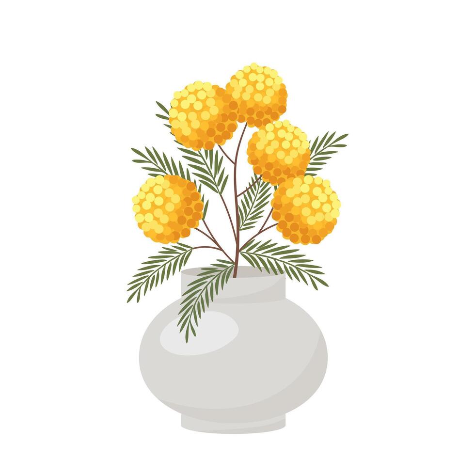 Mimosa flowers in vase isolated on white background. Festive spring illustration. vector