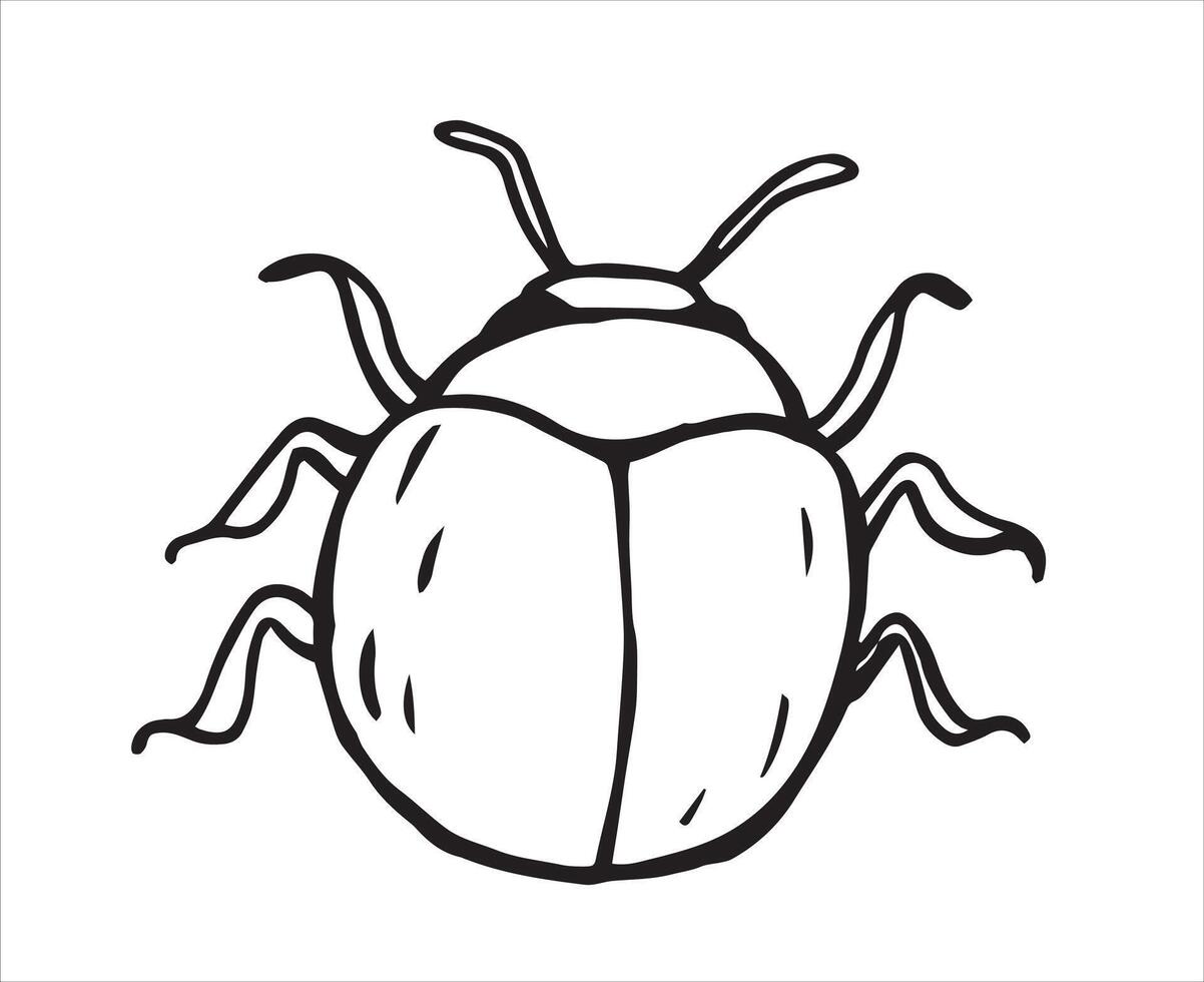 beetle. illustration in sketch style. vector