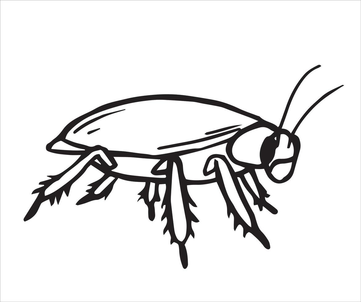 cockroach. sketch style illustration. vector