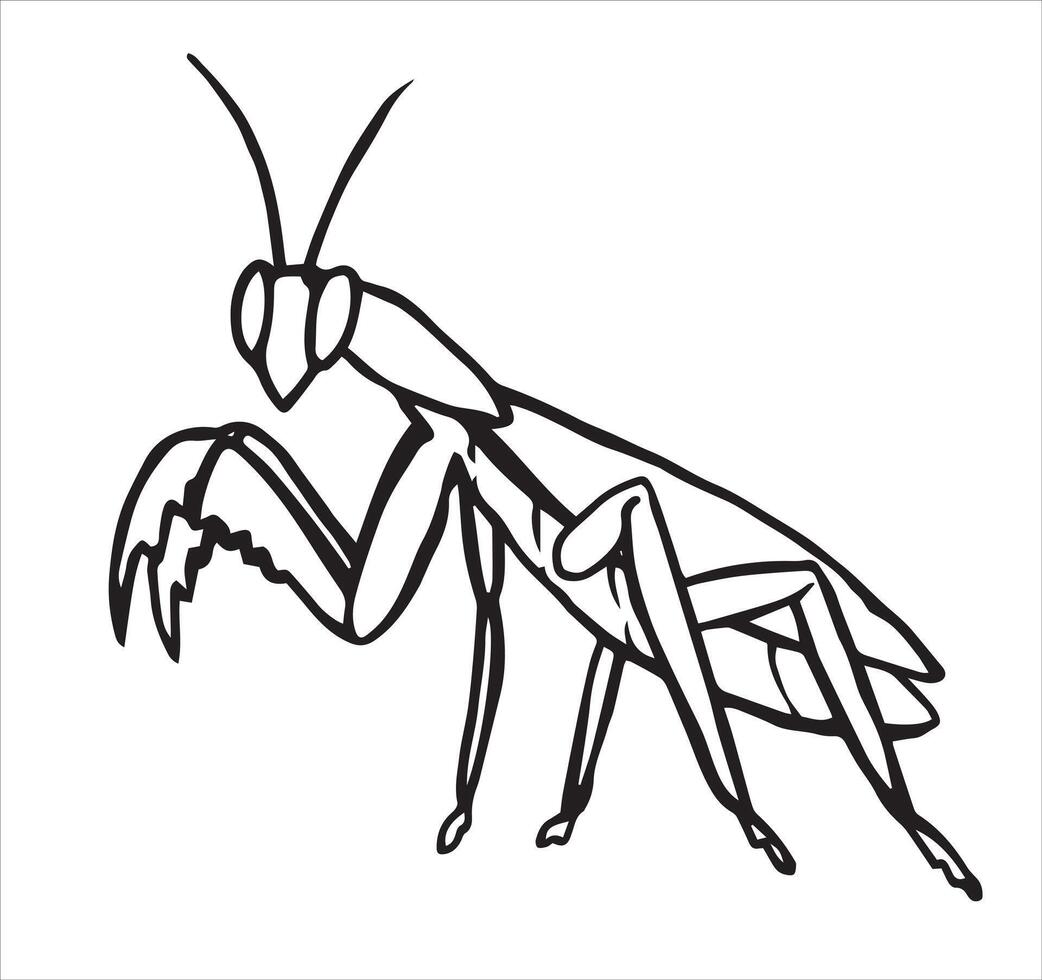 Insect praying mantis. Illustration in sketch style. vector