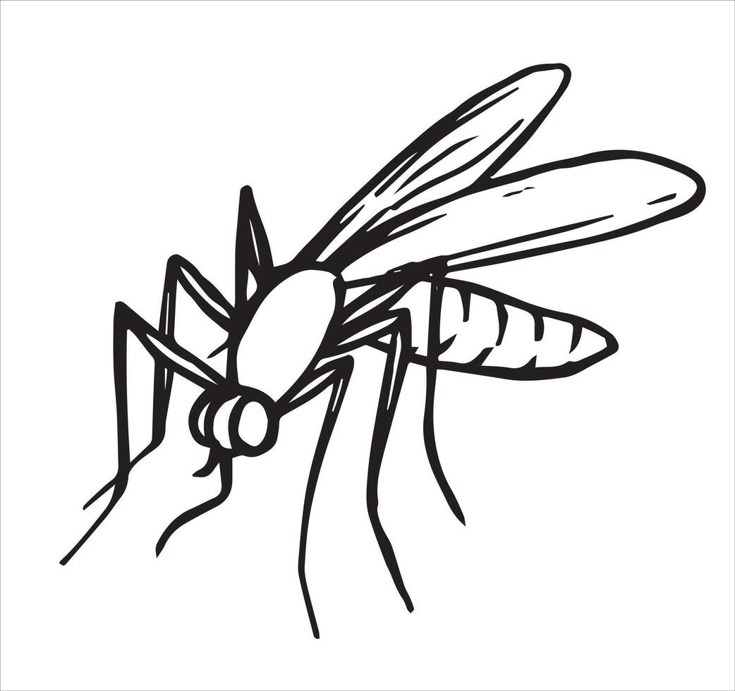 insect mosquito. illustration in sketch style parasite vector