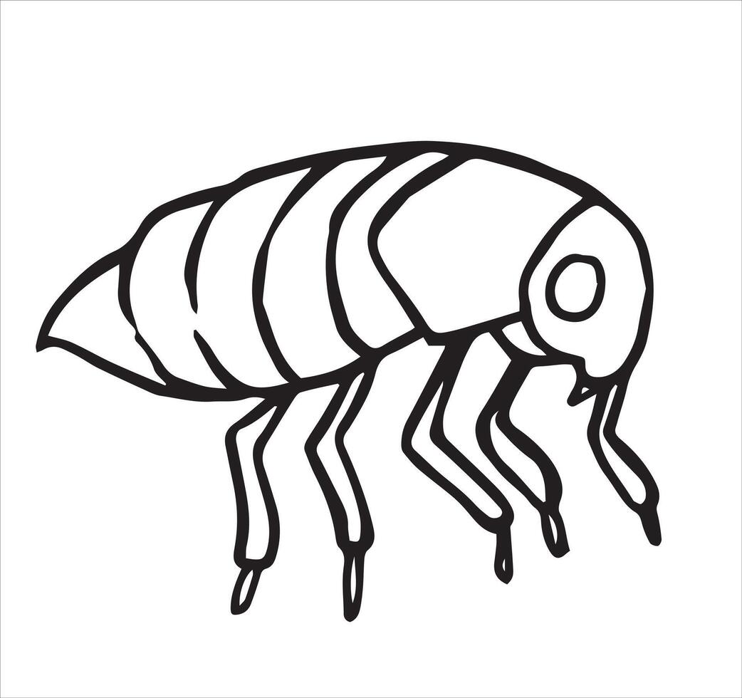 insect flea. illustration in sketch style. parasite vector