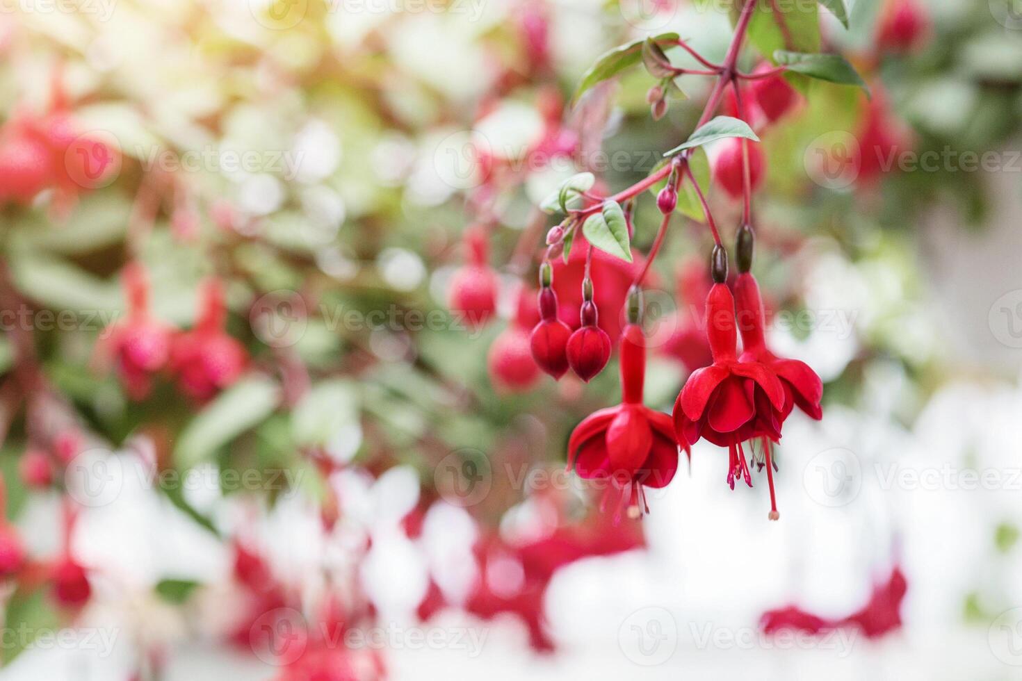 Blooming red fuchsia, close up. Beautiful flowers on blurred plants background in orangery, free space photo