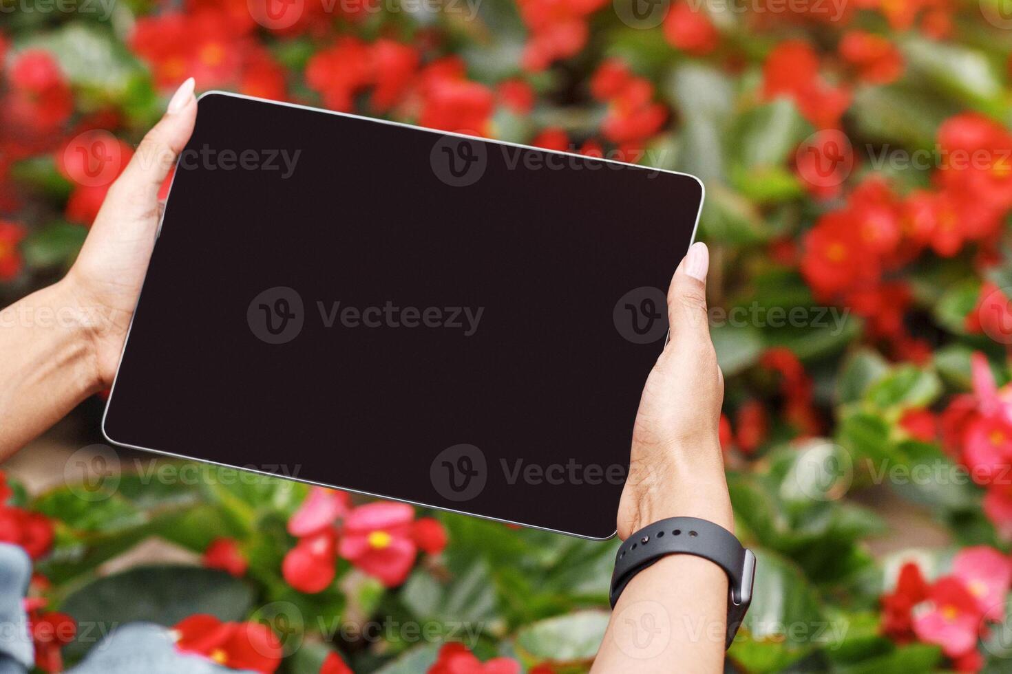 Agribusiness management. African american girl with smart watch on hand holds tablet and takes photo of red flowers or controls functions of greenhouse, close up, empty screen