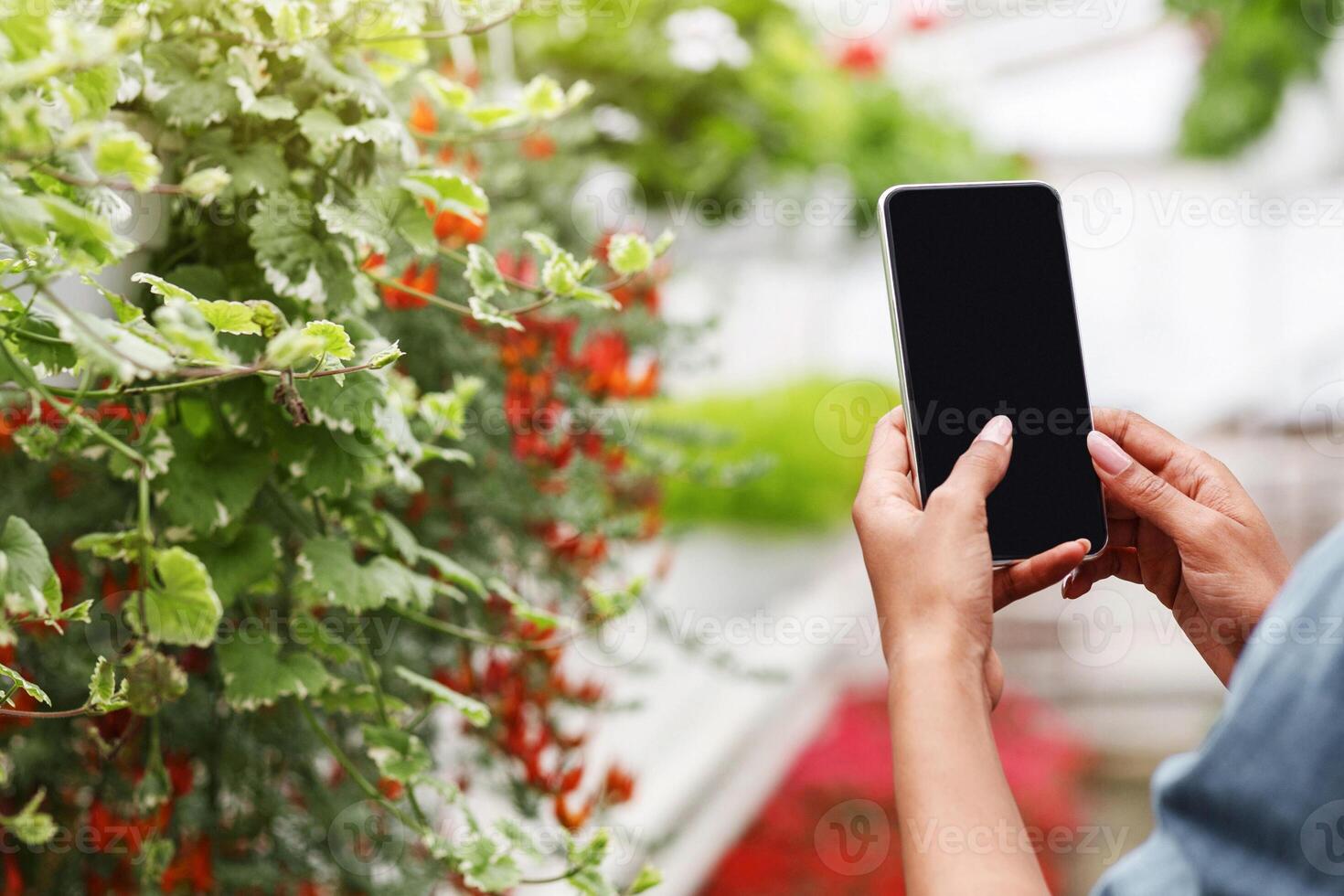Using smartphone to work in greenhouse. African american girl holds smartphone with blank screen and takes photo of flowers and plants, cropped