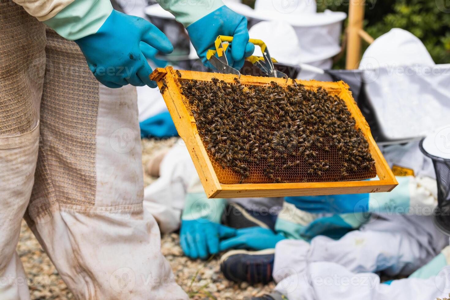 Beekeeper showing honeycomb to group of kids in apiary photo