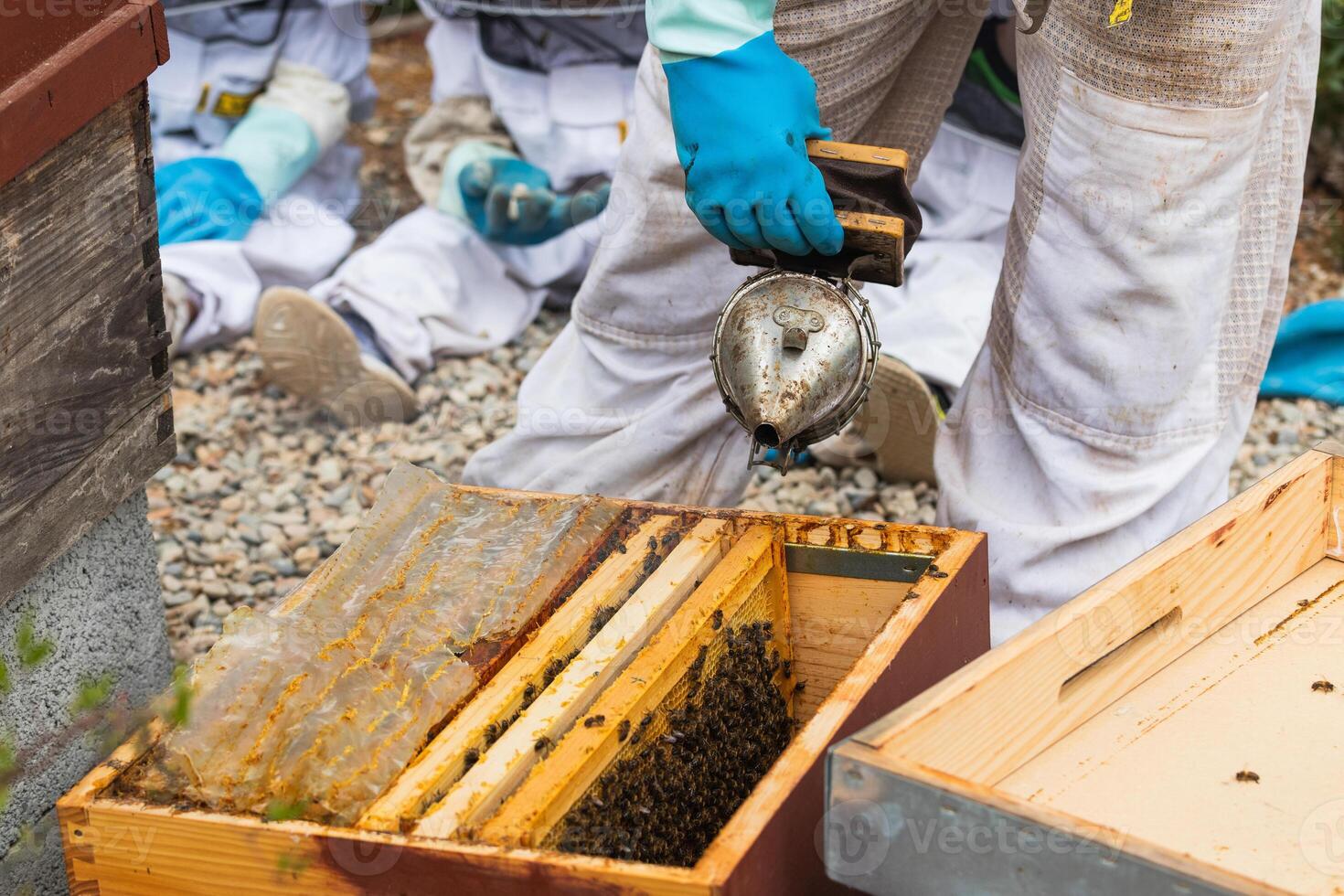 Male beekeeper using bee smoker in apiary photo