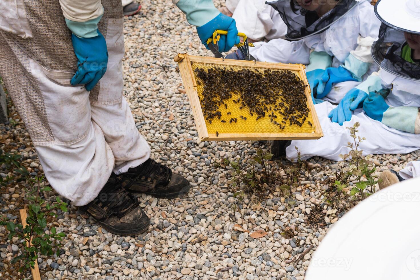 Beekeeper showing honeycomb to group of kids in apiary photo