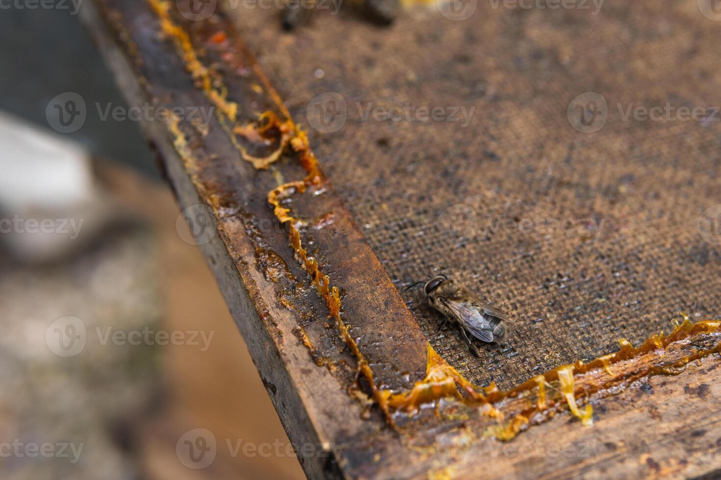 Honeycomb with bees in apiary photo