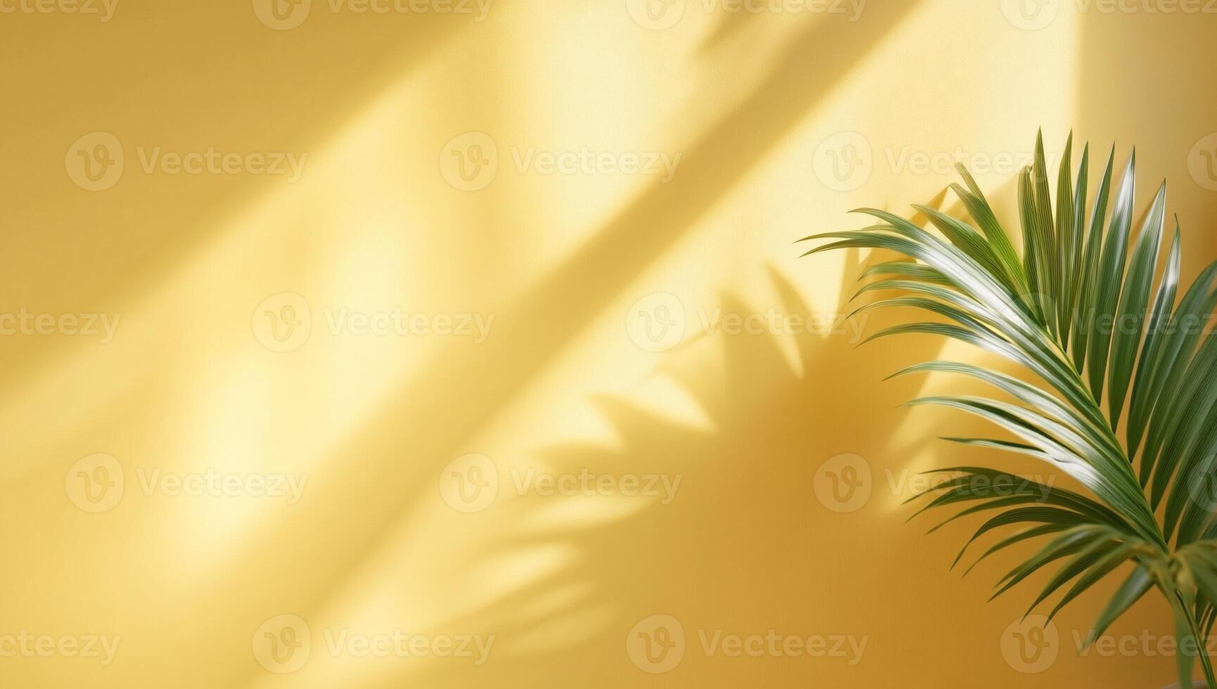 Sunny room with plant shadow photo