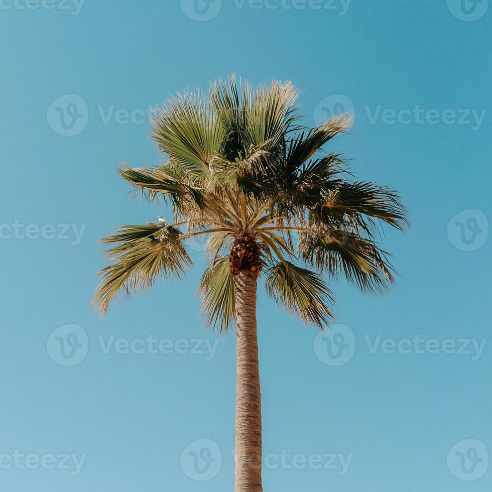 Palm tree against a vibrant blue sky. A tall palm tree with lush green fronds stretches towards the clear sky. The image evokes a sense of serenity and tropical paradise photo
