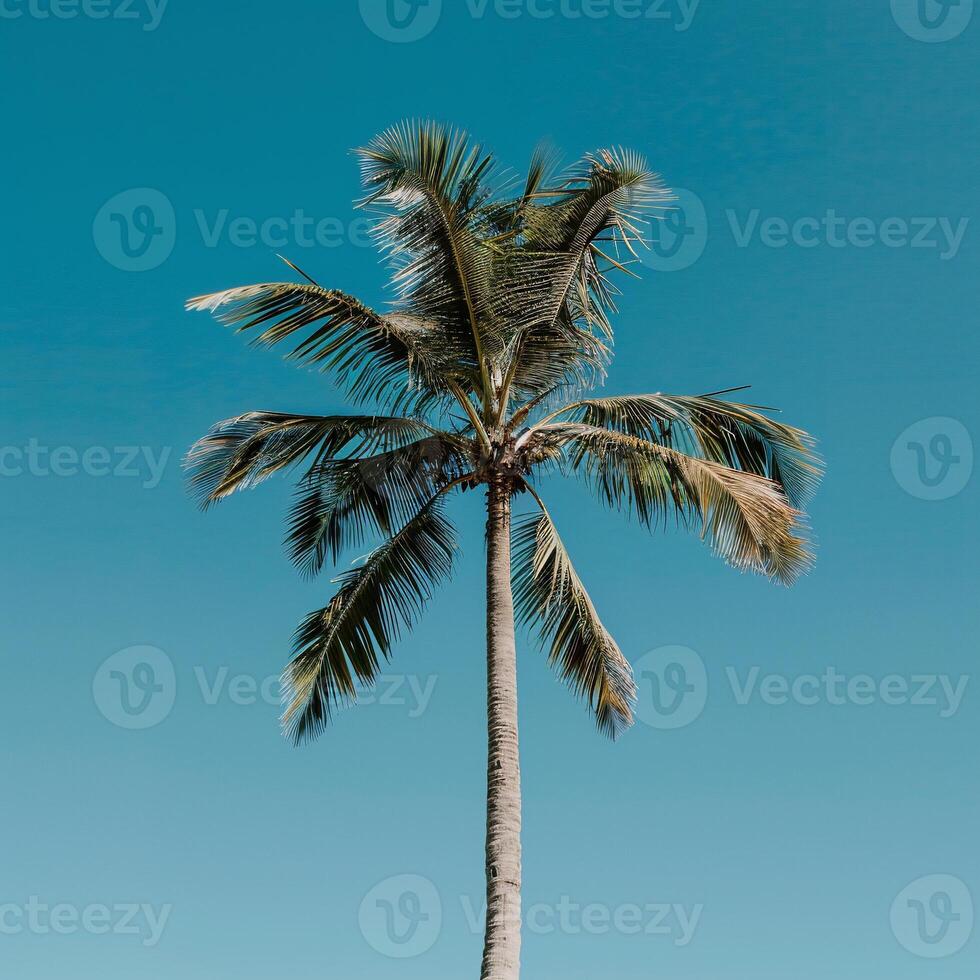 Palm tree against a vibrant blue sky. Lush foliage, slender trunk photo