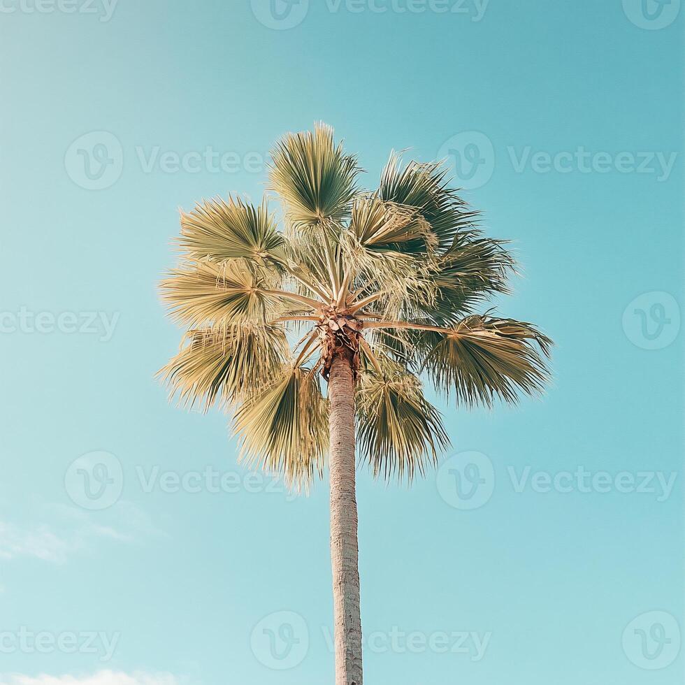 Palm tree against a clear sky photo