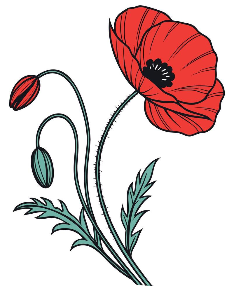 Vibrant Red Poppy Flower - Botanical Art vector