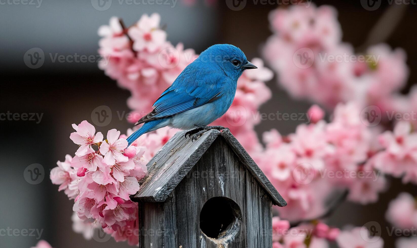 Blue bird perched on birdhouse amongst pink blossoms photo