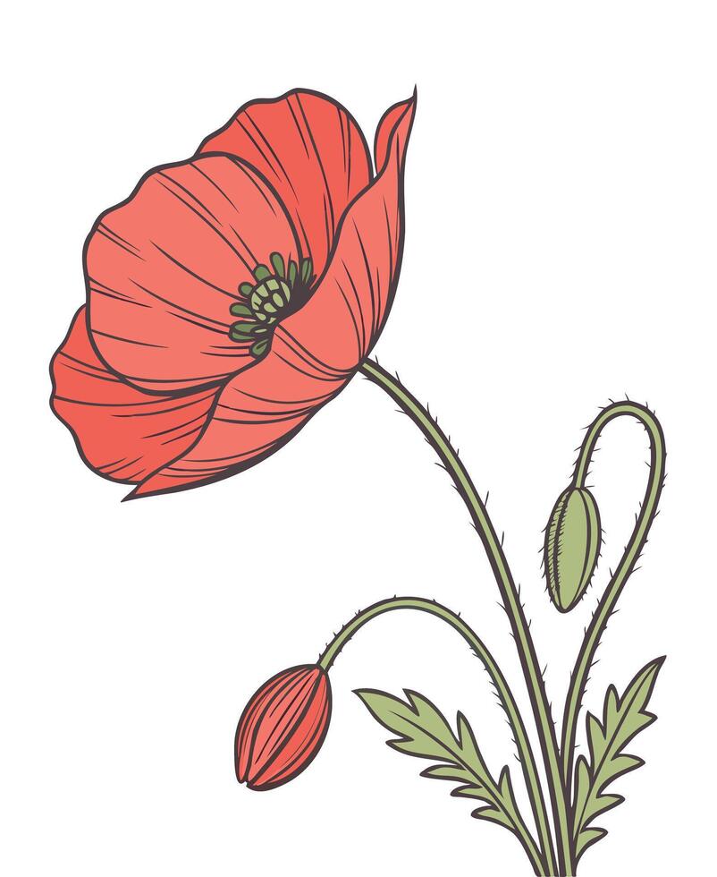 Elegant Red Poppy - Botanical Floral Art Design vector