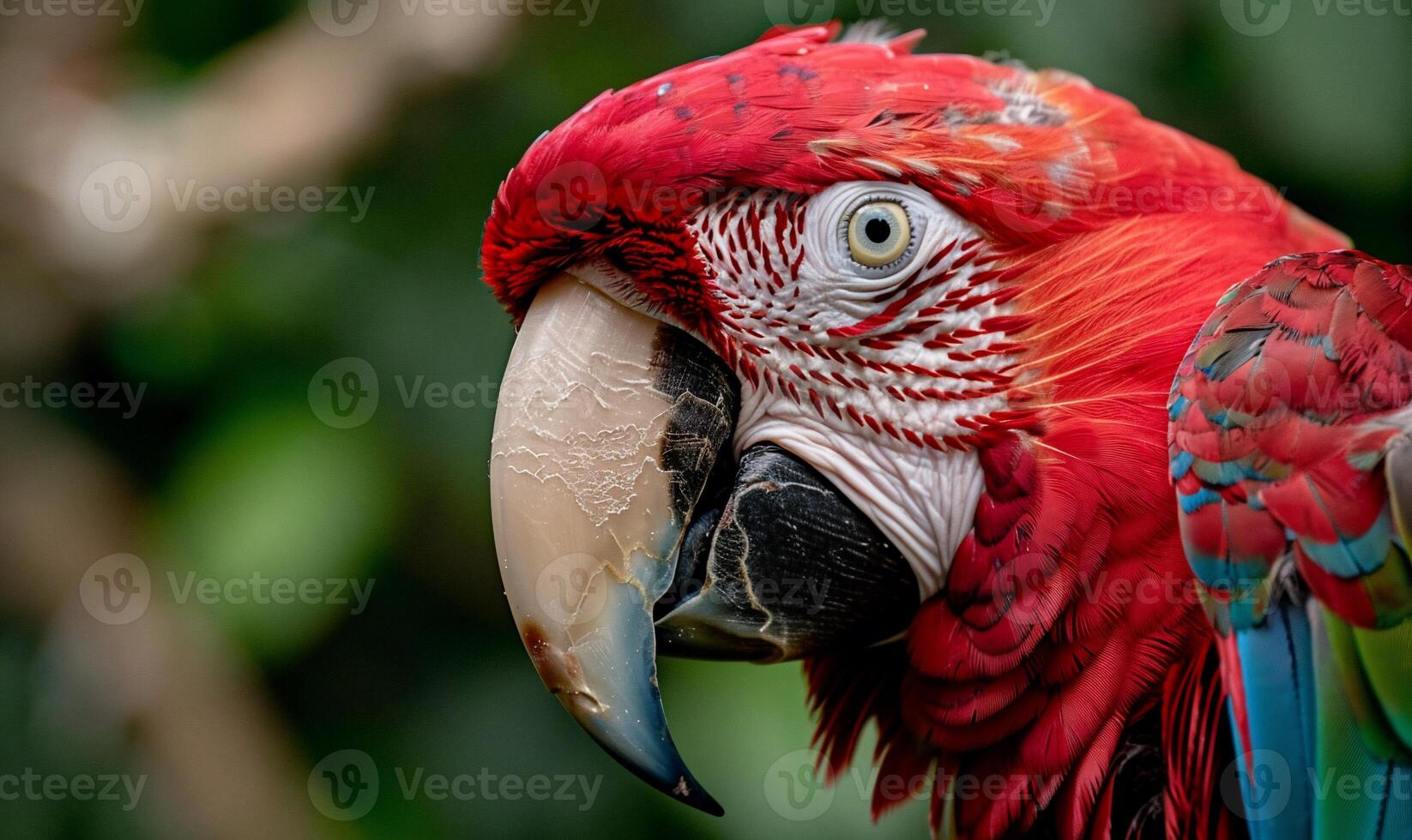 A close up of a red parrot with a green beak photo