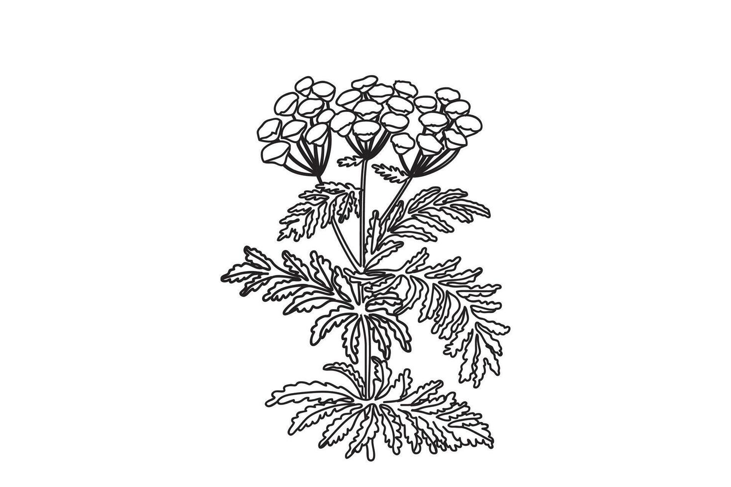 Line art medicinal plant isolated on white background. Hand drawn botanical outline stems, leaves, flowers illustration. Graphic design element for Print Birthday Poster Invitation Coloring vector