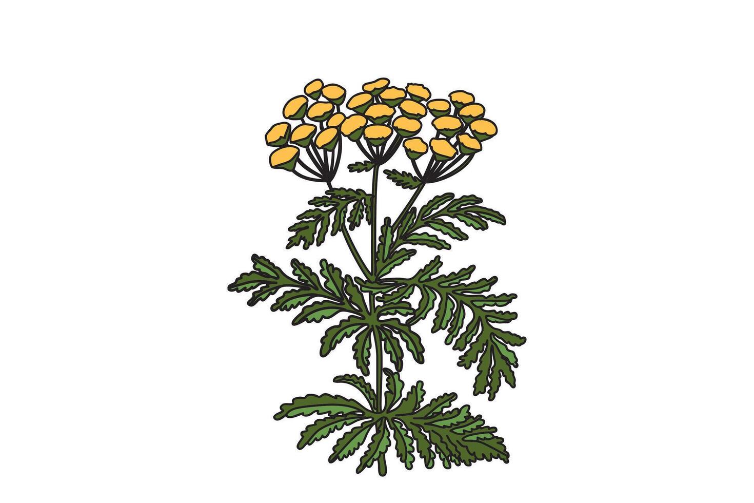 Botanical medicinal plant isolated on white background. Hand drawn stems, green leaves, yellow flowers illustration. Graphic design elements for Print Birthday Poster Invitation Greeting Card vector