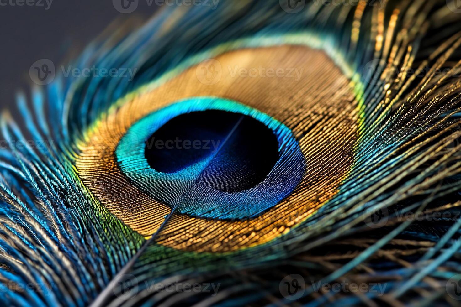 Vibrant peacock feather detail photo