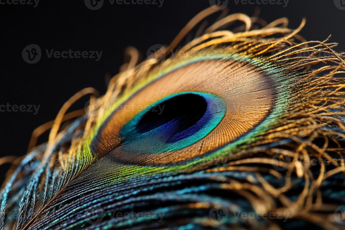 Peacock feather close-up photo