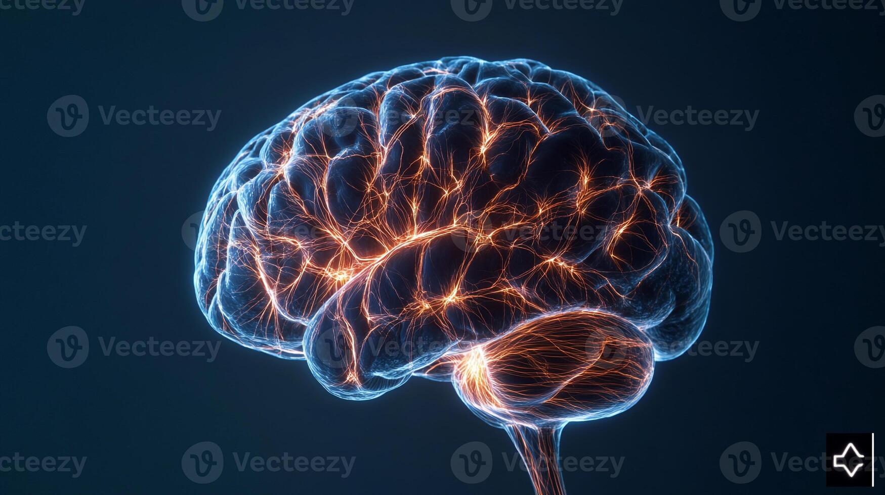 Brain anatomy, glowing neural pathways photo
