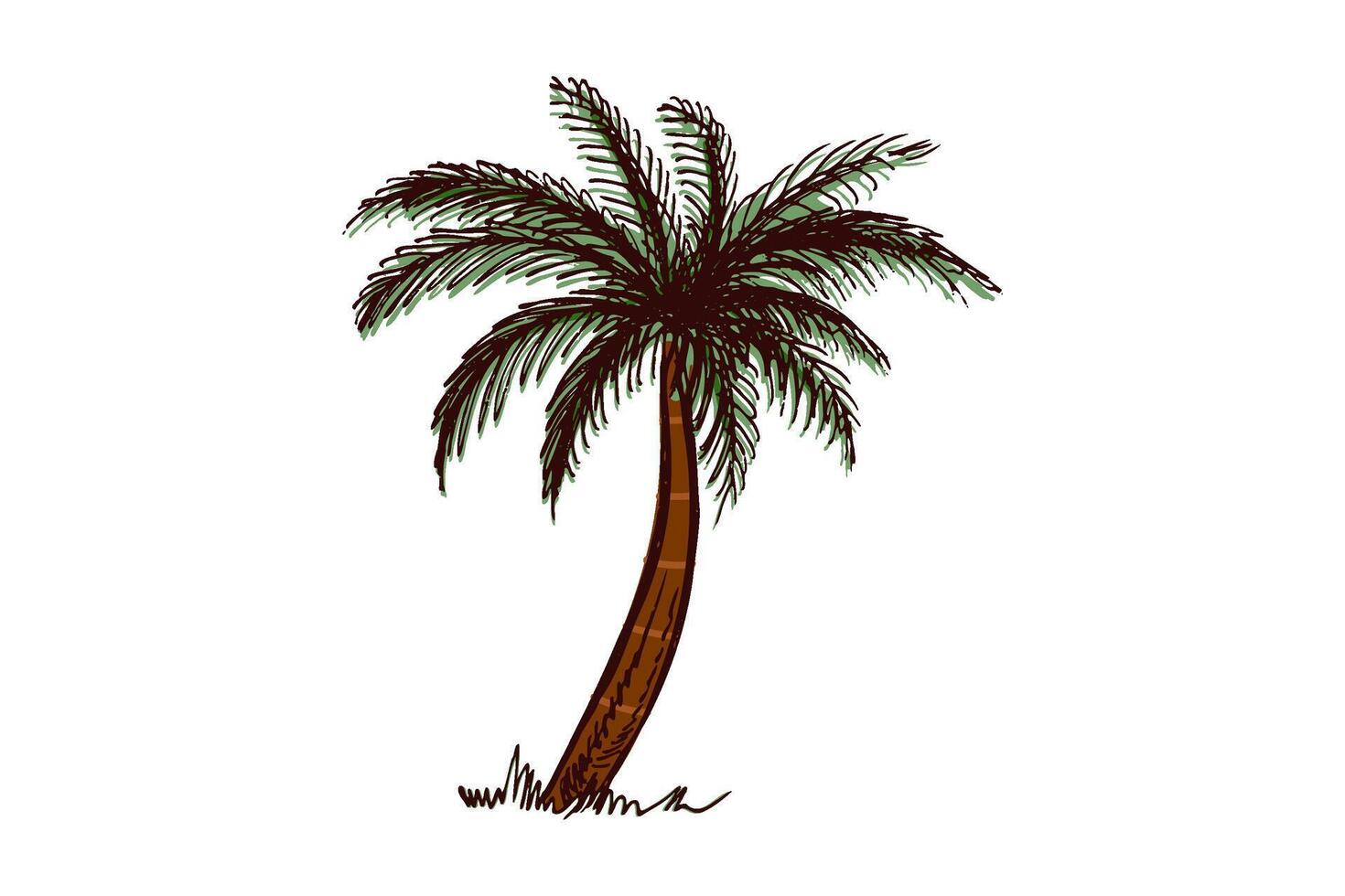 Hand-drawn tropical palm tree in brown and green in vintage engraved style vector
