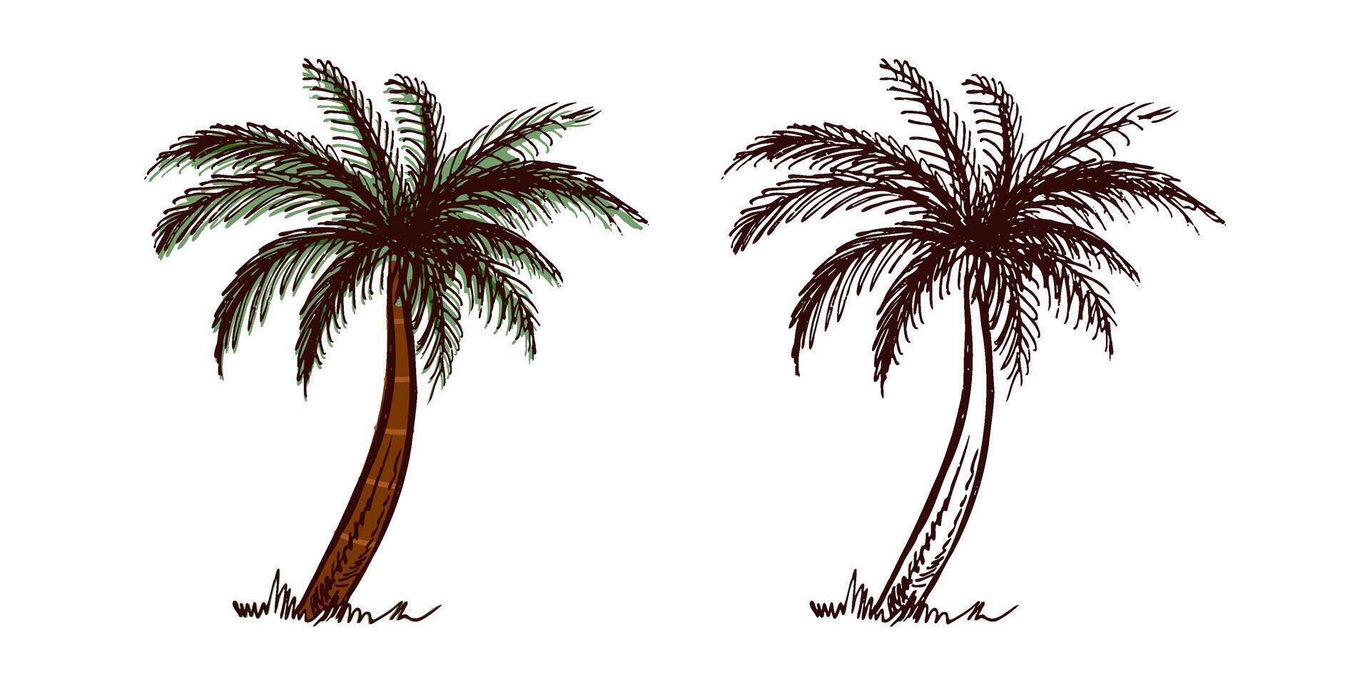 Hand-drawn tropical palm tree set in color and monochrome in vintage engraved style vector