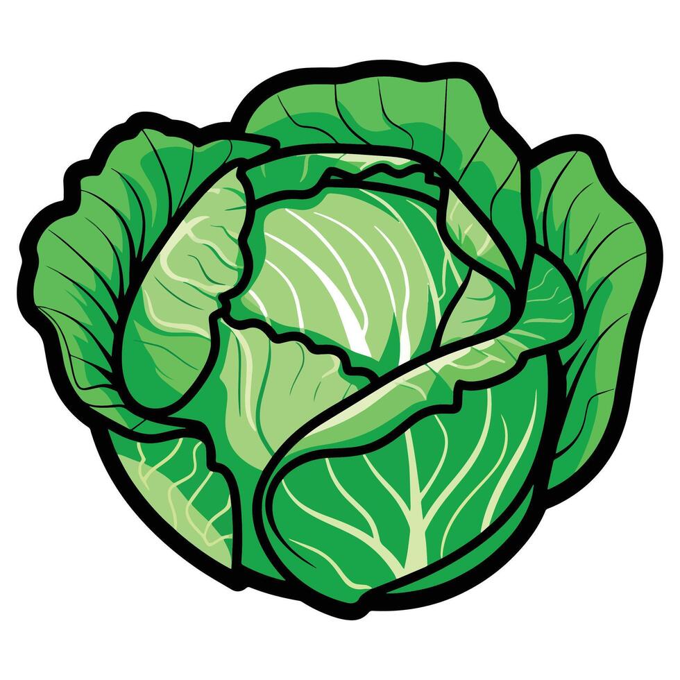 Cabbage with large bright green leaves. Fresh, healthy, and organic vegetable for salads and vegetarian meals, illustration. vector