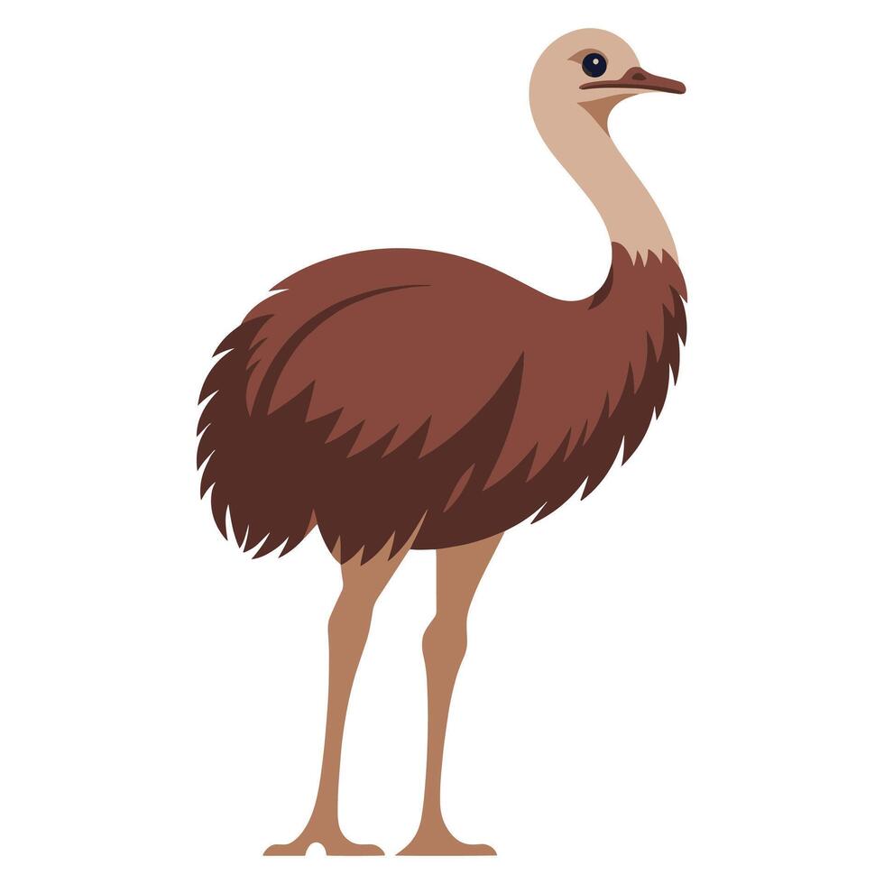 Emu ostrich walking, Large flightless bird with long legs, side view. Exotic tropical wildlife, feathered mammal, illustration isolated on white background. vector